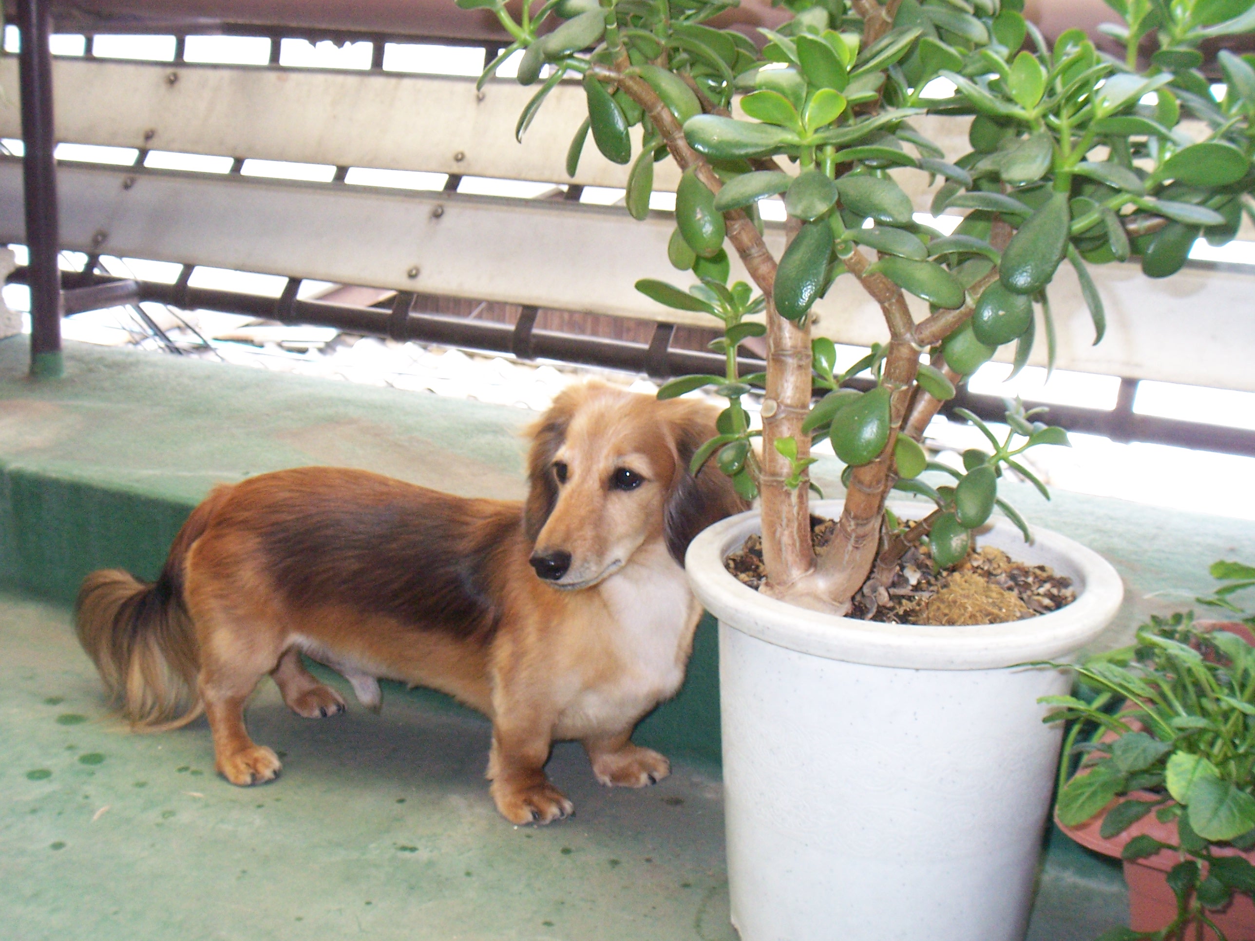 寄せ植えとブルークラス ちゃちゃちゃちゃっく