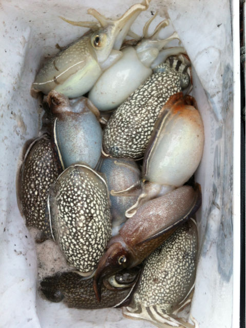 有明海 キス イカリレー釣り ちょんまげ日記 有明海の船釣り リトルワン船長日記