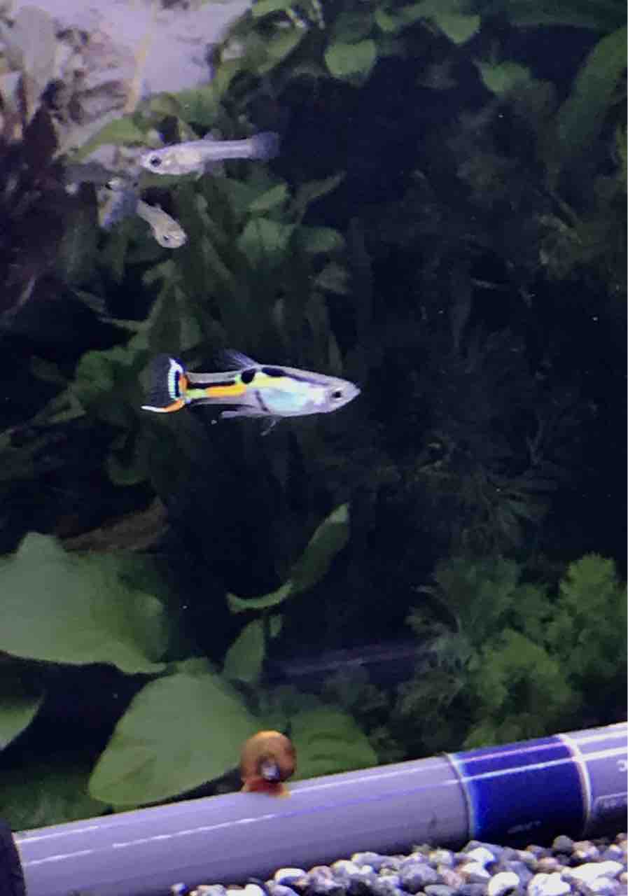 我が家のエンドラーズ My Endler S