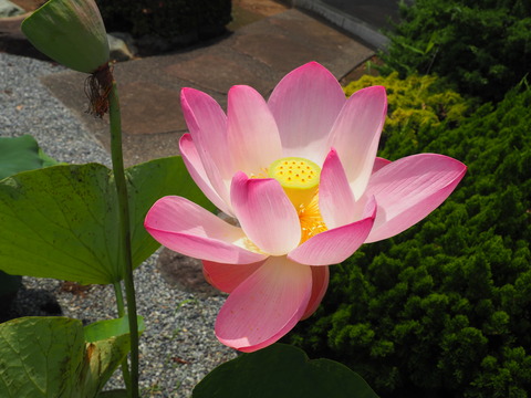 P7200007