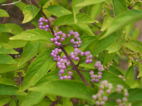P8250017