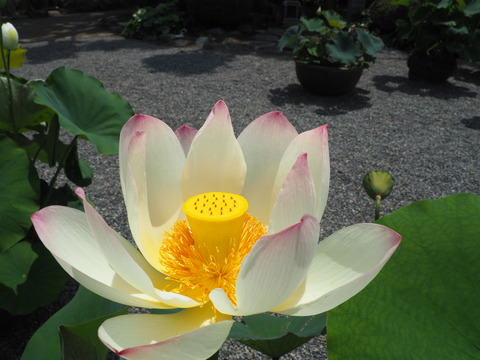 P7200012