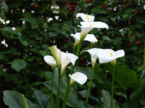 P5110437