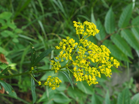 P8190036