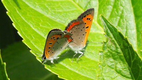 P6080008-1