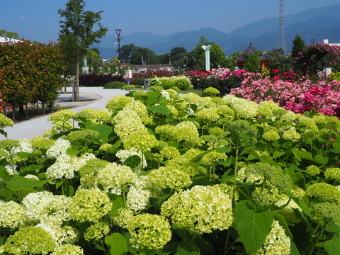 P6050033
