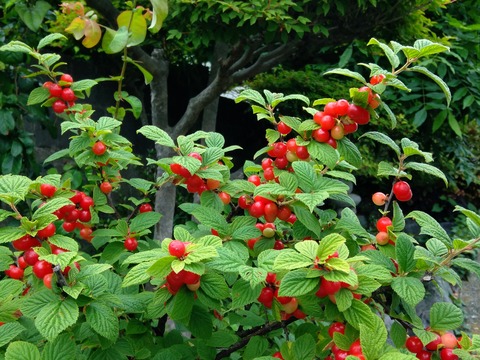 IMG_20200518_091836