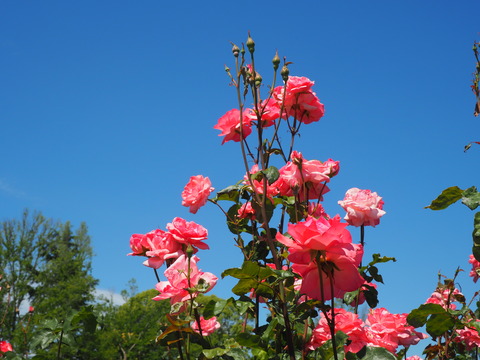P6100014