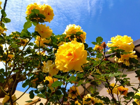IMG_20200515_091517-EFFECTS