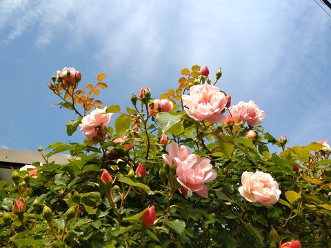 IMG_20200515_091527