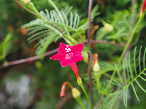 P8250026
