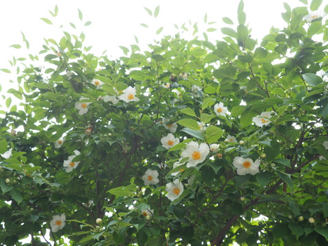 P6150023