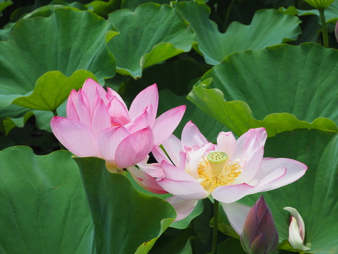 P7200001