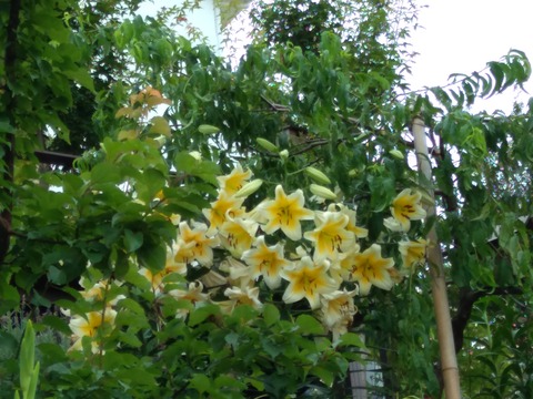 IMG_20200705_092732