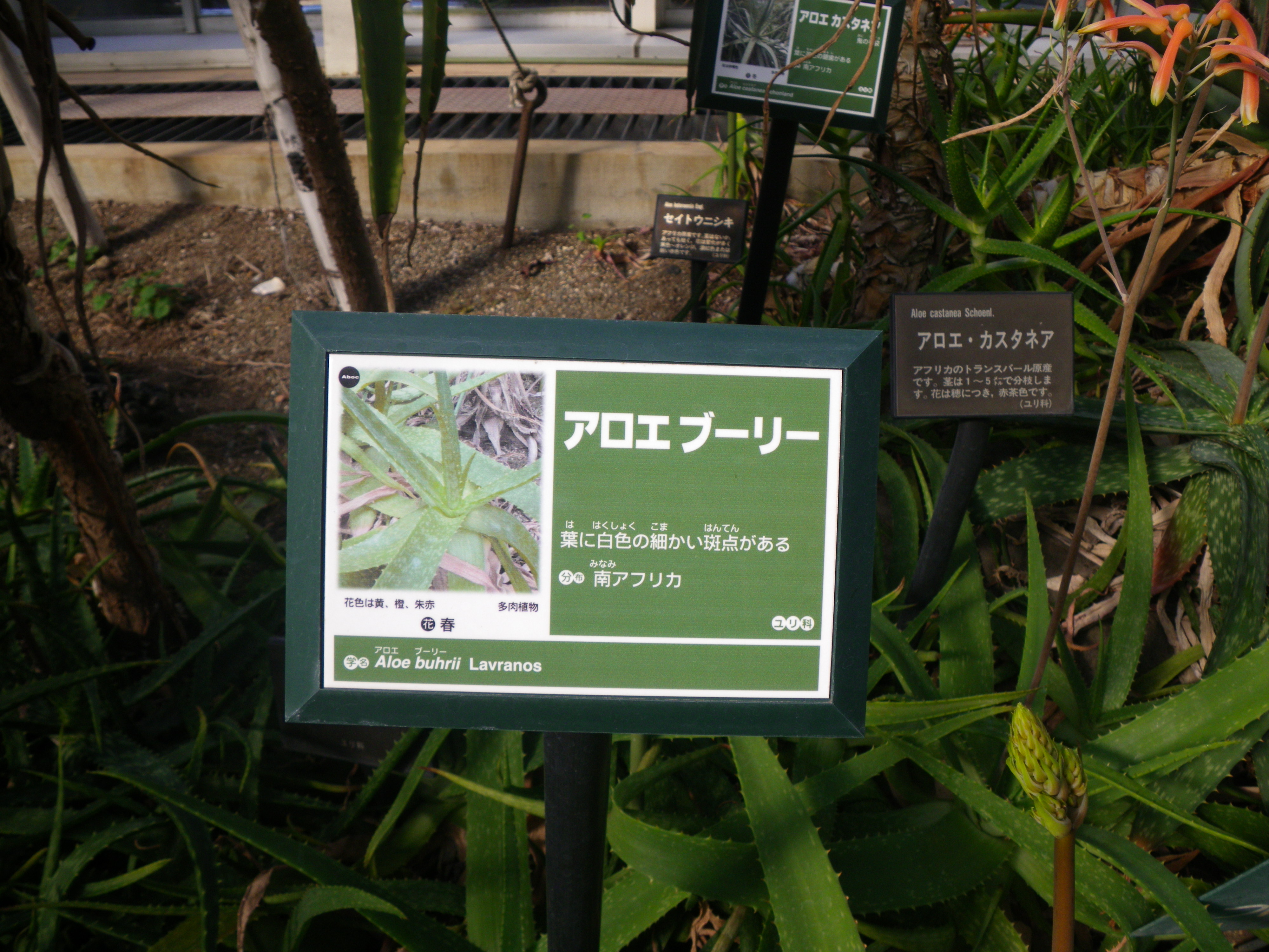 グリーンセンターのアロエ 植物園ルーキー