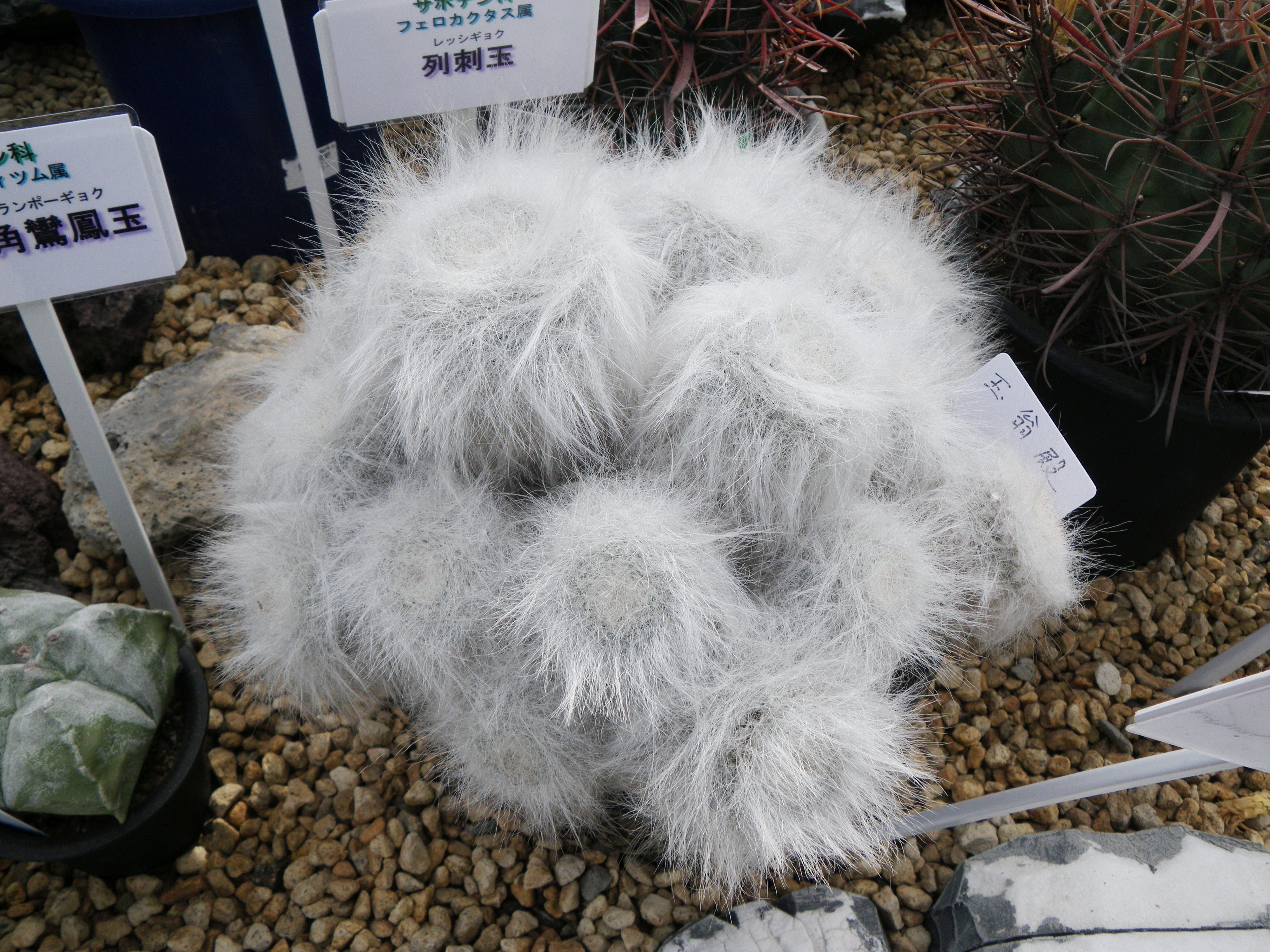 手柄山温室植物園のかわいいサボテン 植物園ルーキー
