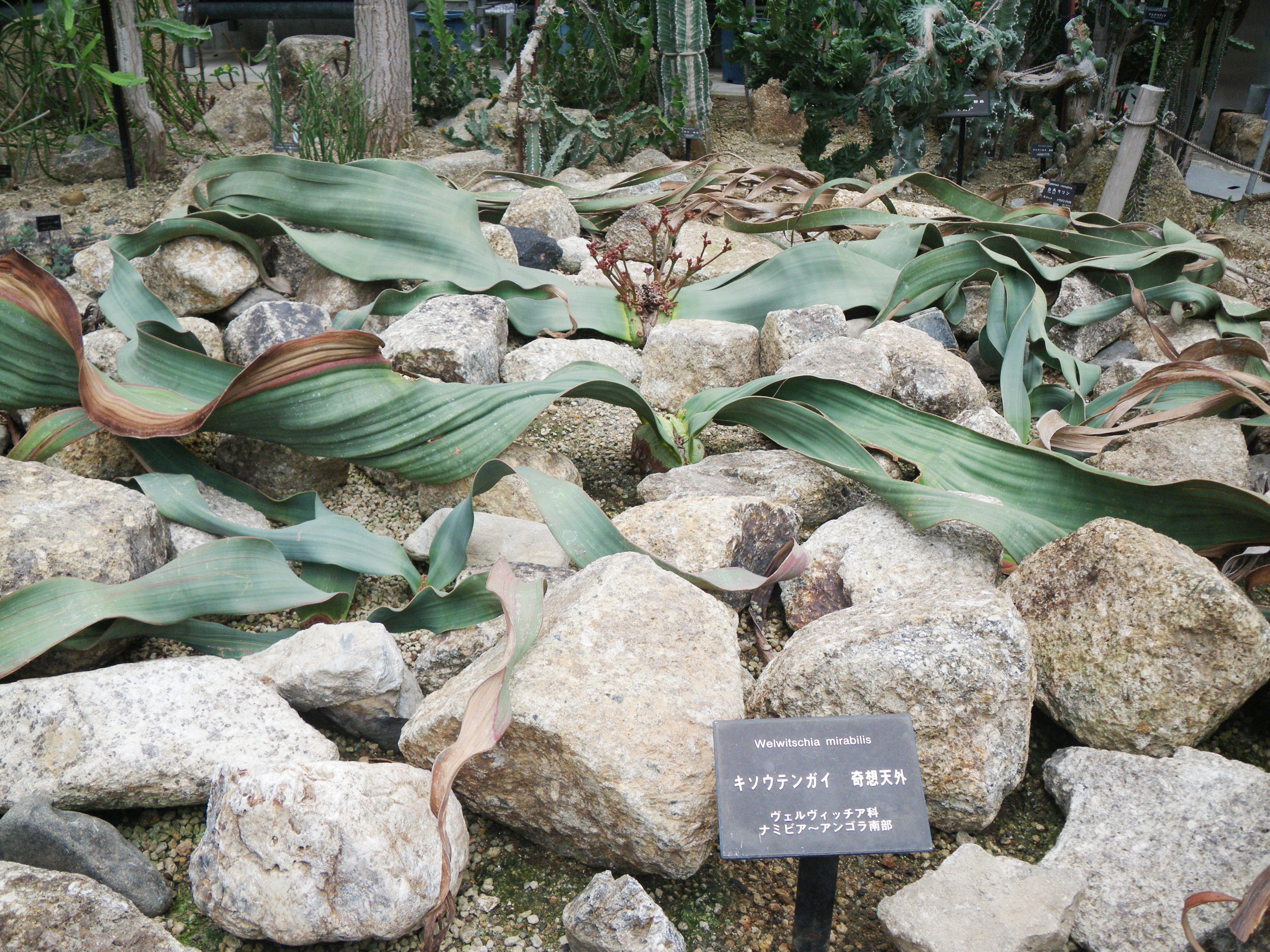 宇治市植物公園と京都府立植物園の奇想天外 植物園ルーキー
