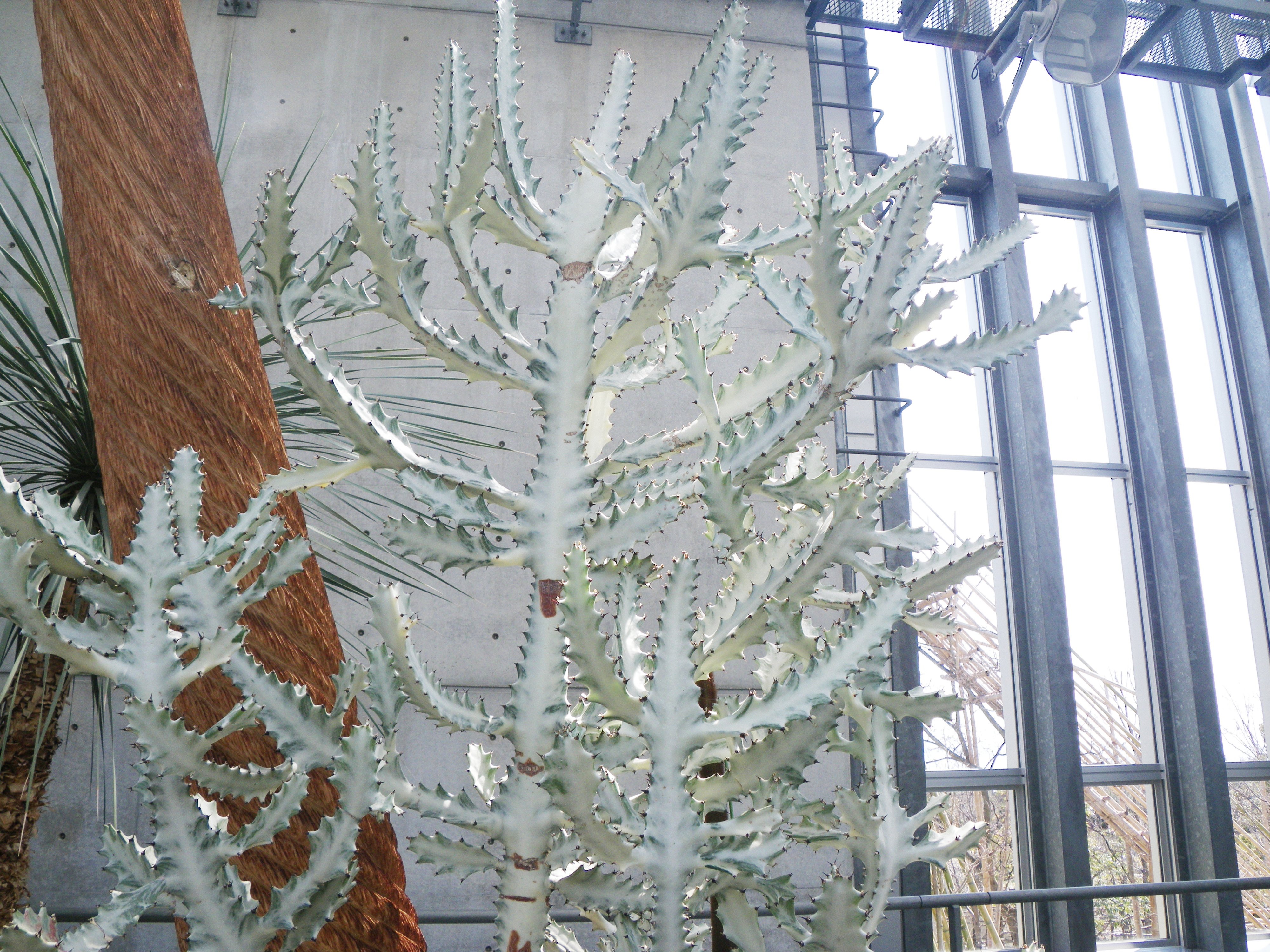 淡路夢舞台温室のユーフォルビア 植物園ルーキー 淡路夢舞台温室のユーフォルビア 植物園ルーキー