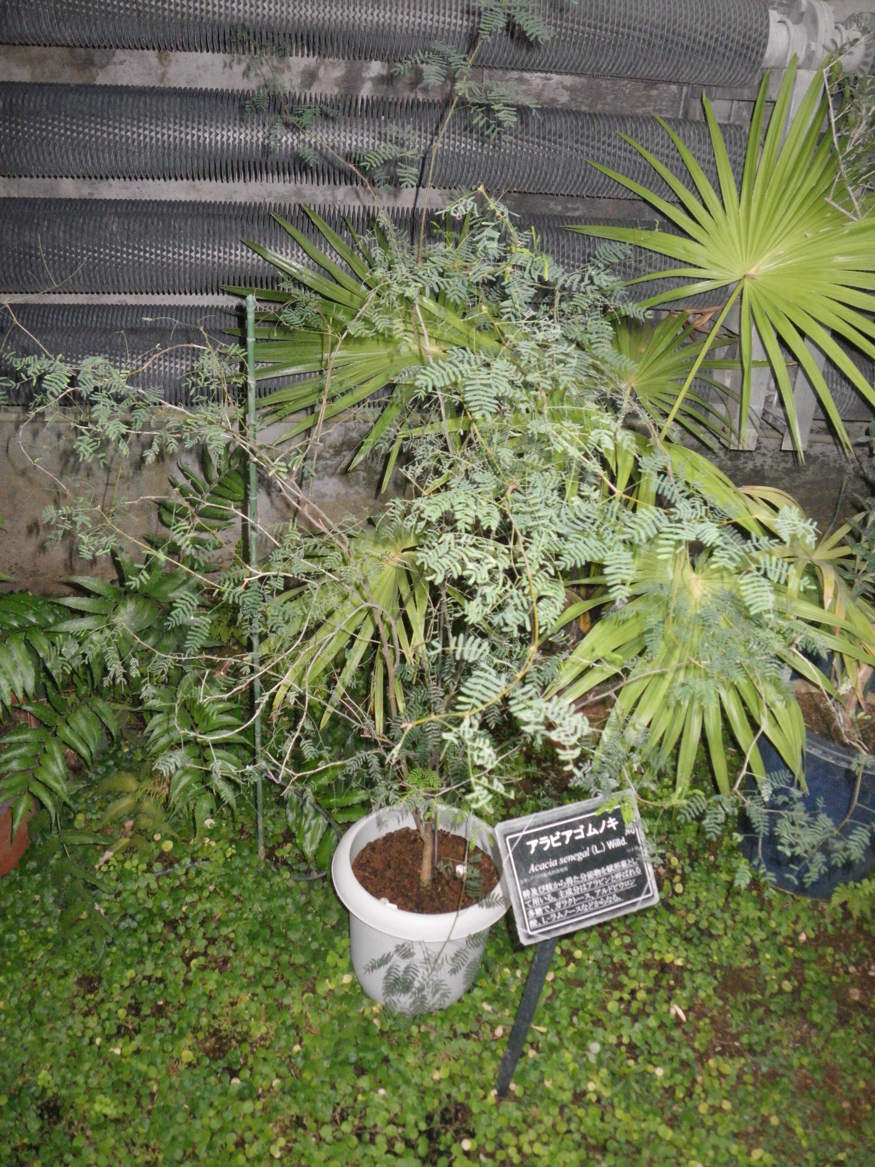 東京薬科大学植物園でみた珍しい植物 植物園ルーキー