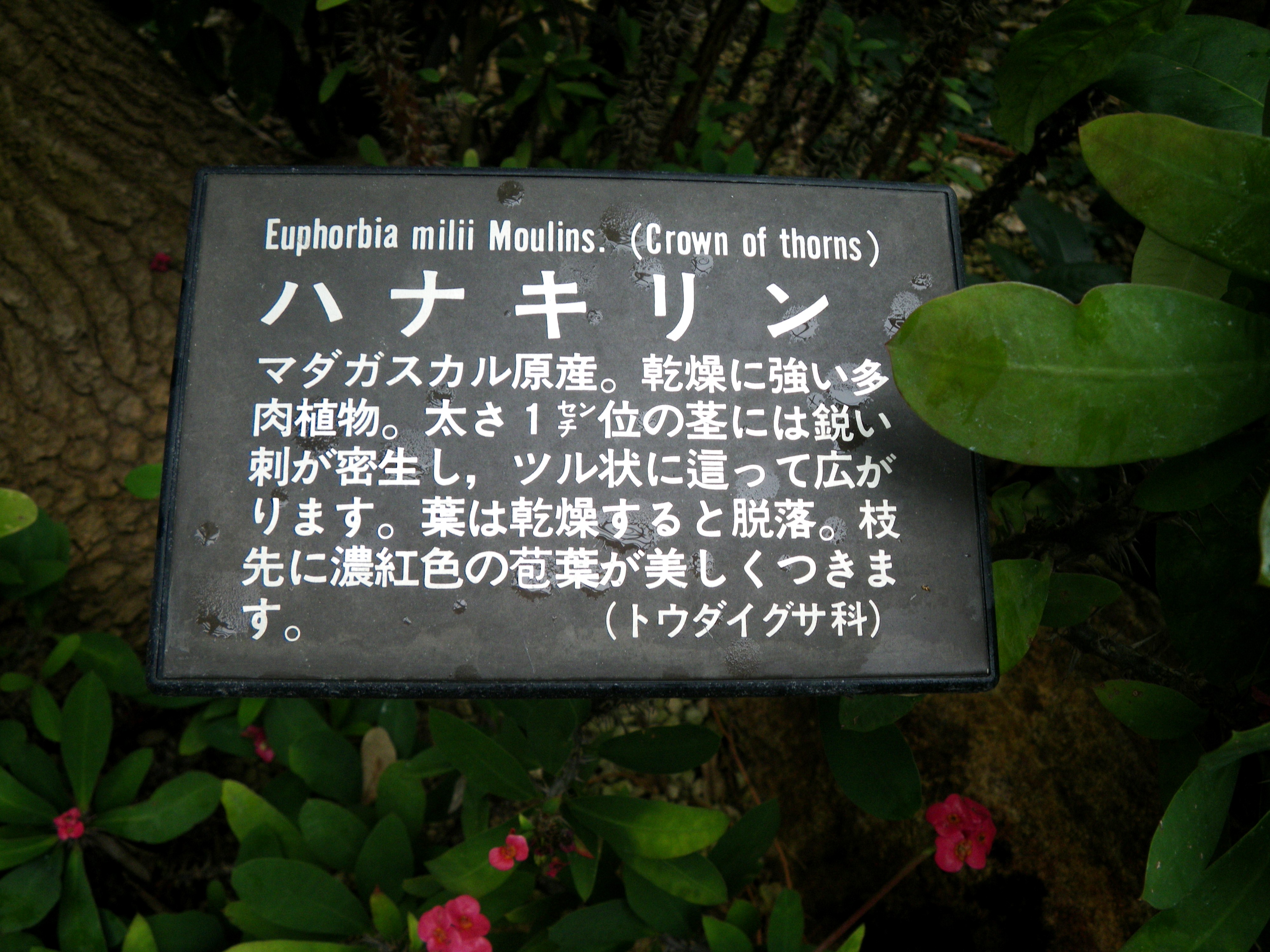 ユーフォルビア 植物園ルーキー