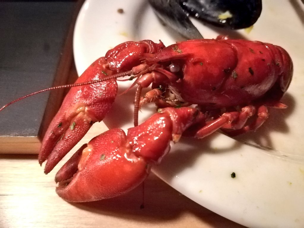外来生物 美深町民 エクストリーム出社第3弾 早朝ザリガニ祭り 開催しました 美深町地域おこし協力隊 隊員ブログ 外来生物 美深町民 エクストリーム出社第3弾 早朝ザリガニ祭り 開催しました 美深町地域おこし協力隊 隊員ブログ