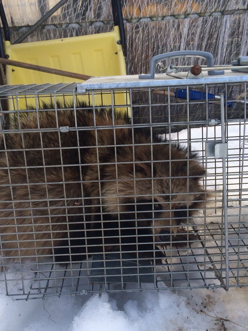 アライグマとタヌキ 美深町地域おこし協力隊 隊員ブログ