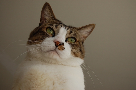 ��ա�����