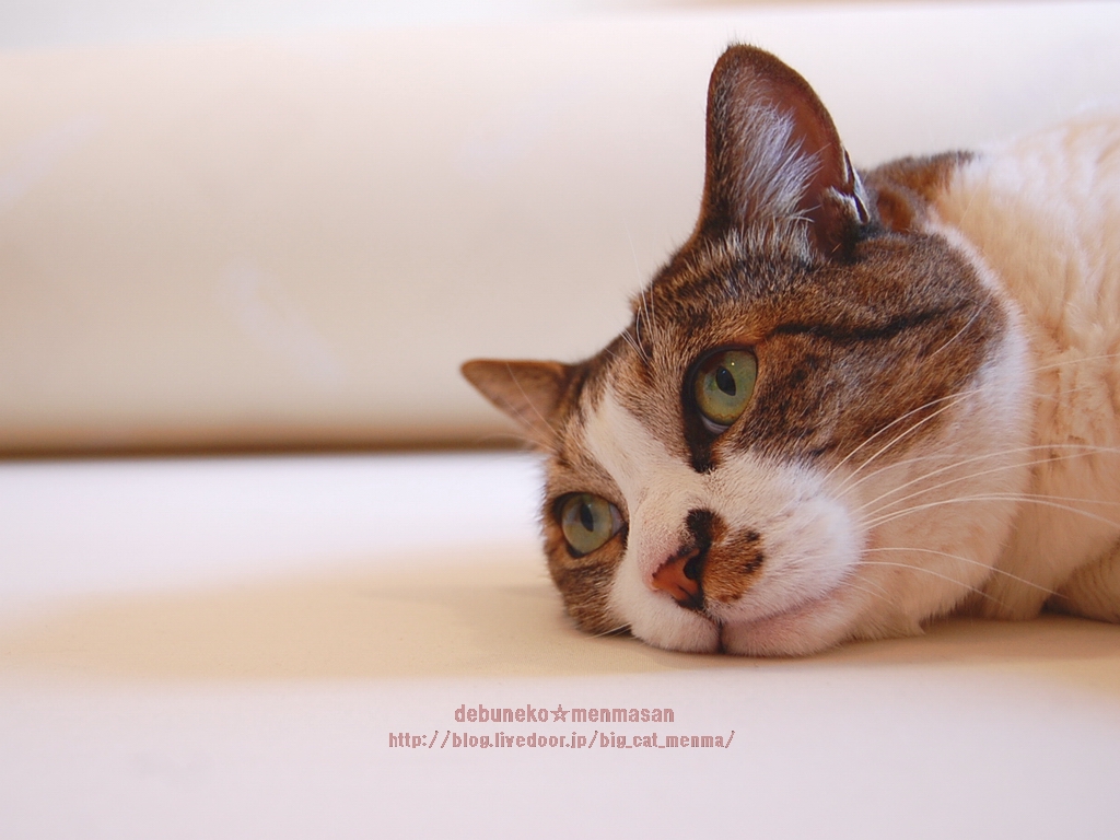 めんま壁紙 Part2 旧 でぶねこ めんまさん