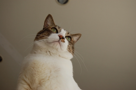 ���Υ��󥰥뤬����