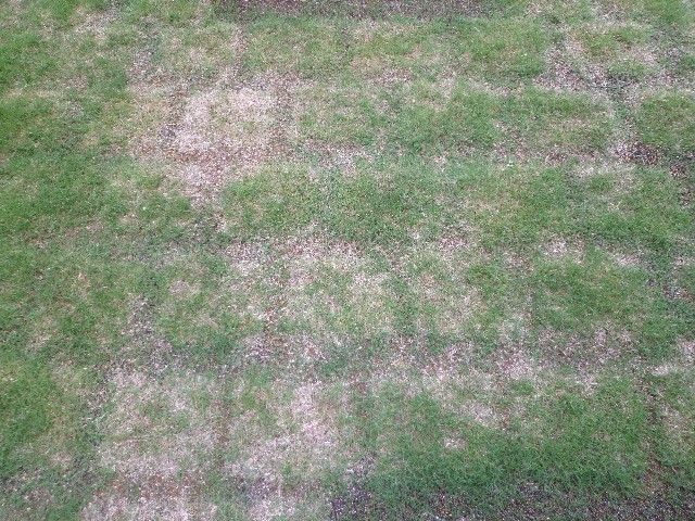 芝生が病気にやられました 初心者の外構 家庭菜園