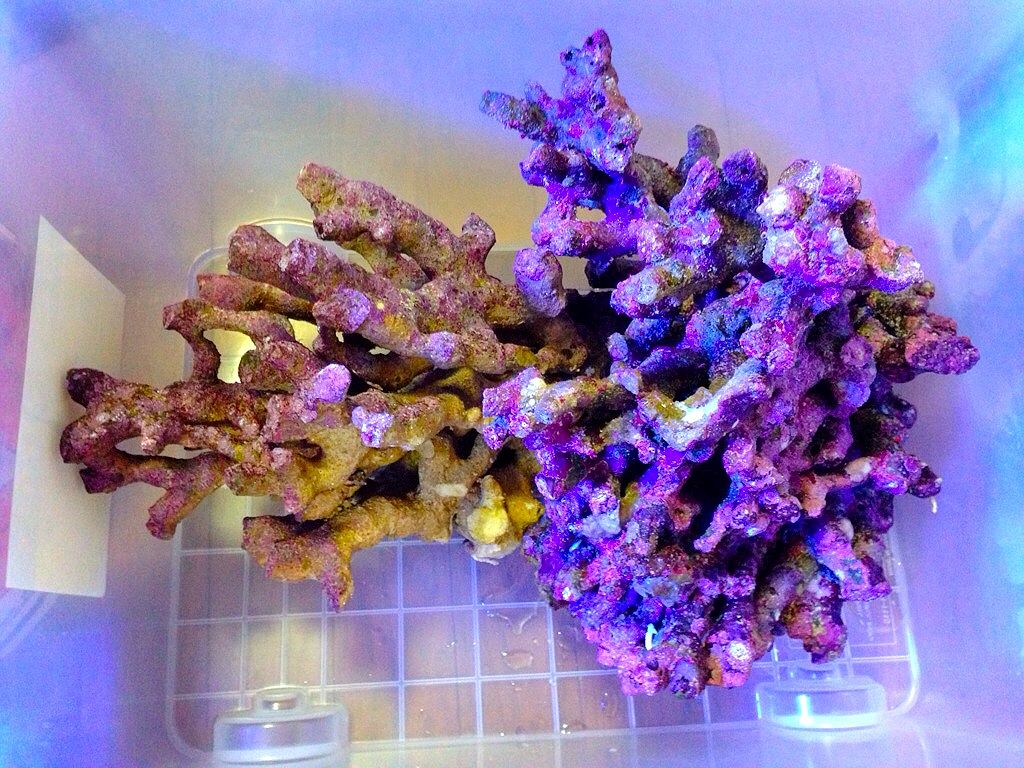 ライブロック 4kg （レイアウト 多孔質 バクテリア 海水魚 サンゴ）