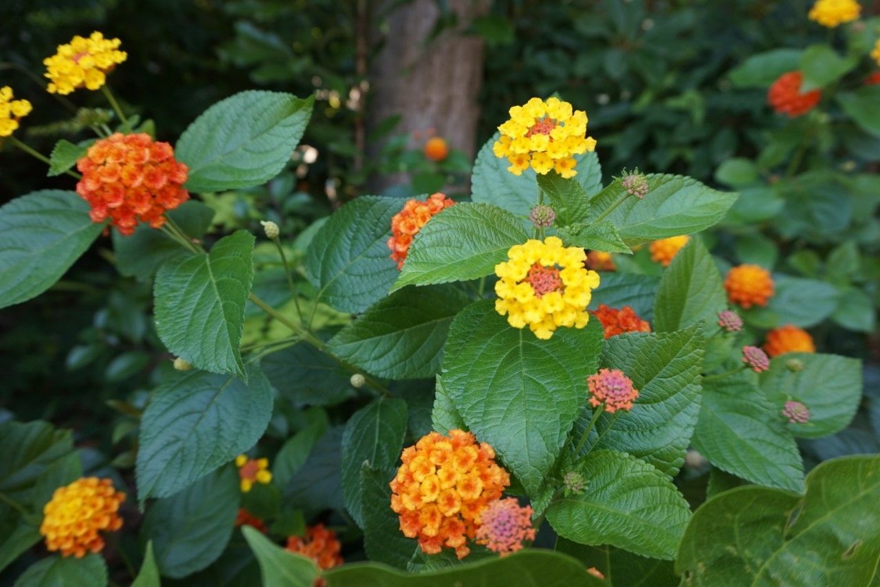 ビッグアルさんのお花見散歩 七変化なランタナ ディズニーシー ビッグアルさんのお花見散歩 七変化なランタナ ディズニーシー