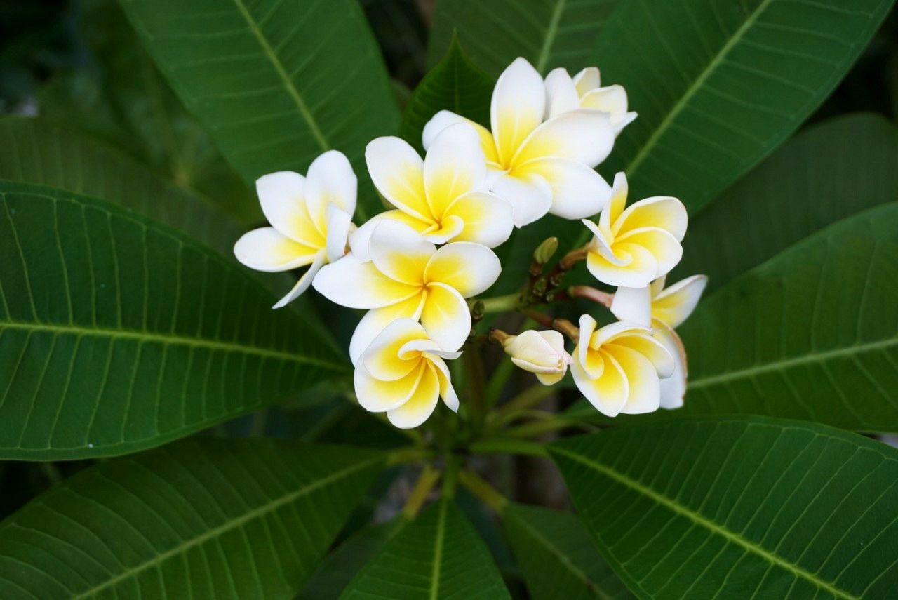 ビッグアルさんのお花見散歩 ハワイといえば なプルメリア ディズニーランド ビッグアルさんのお花見散歩 ハワイといえば なプルメリア ディズニーランド