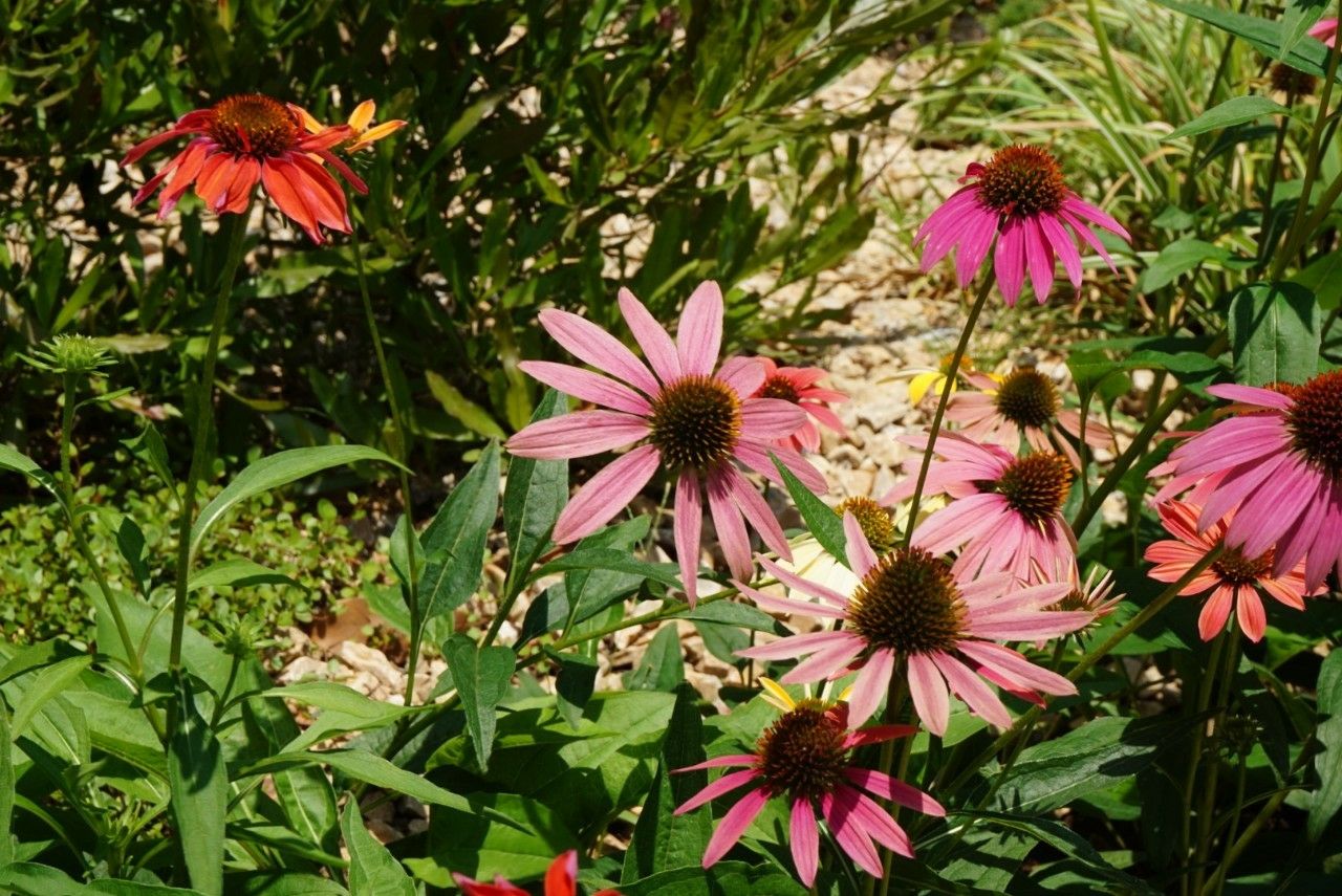 ビッグアルさんのお花見散歩 お花