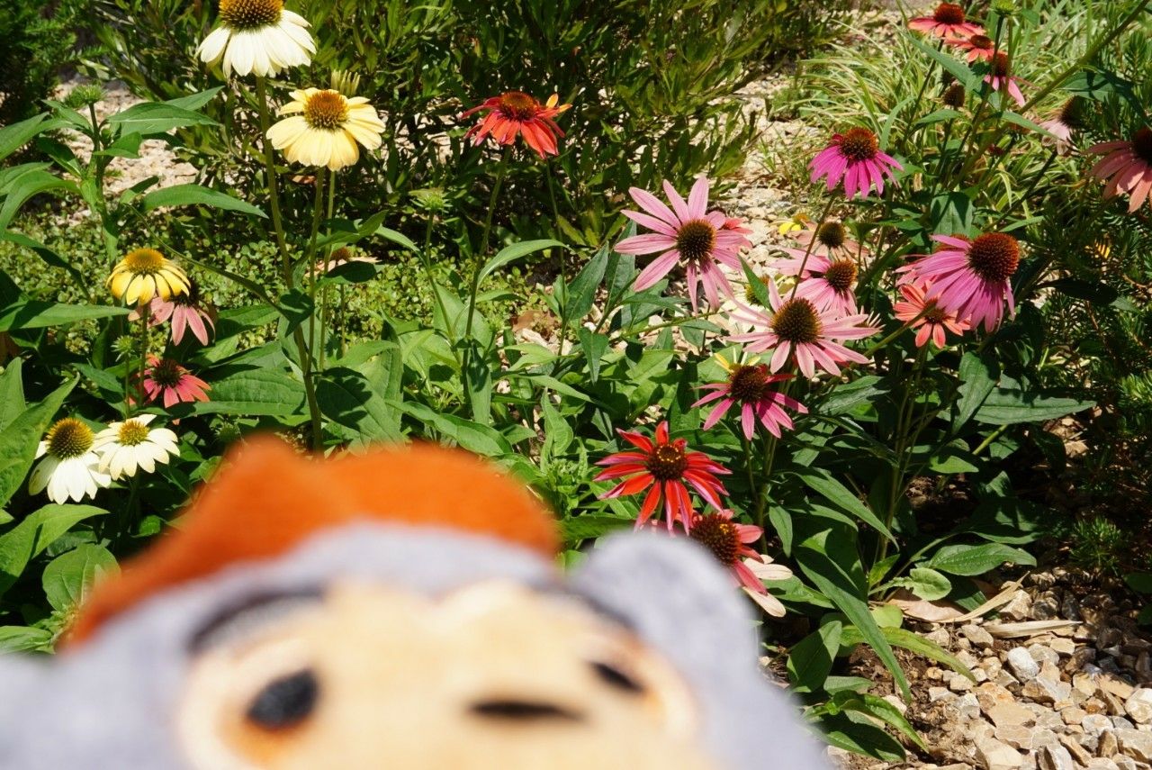 ビッグアルさんのお花見散歩 お花