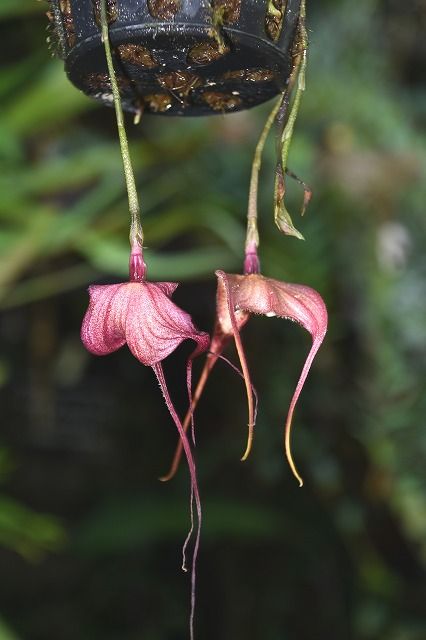 18年12月 花と風景のシュールな世界