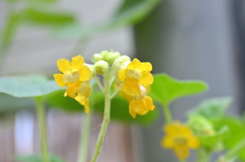 花の色 ９１８ イビセラ ルテア 食虫植物 花と風景のシュールな世界