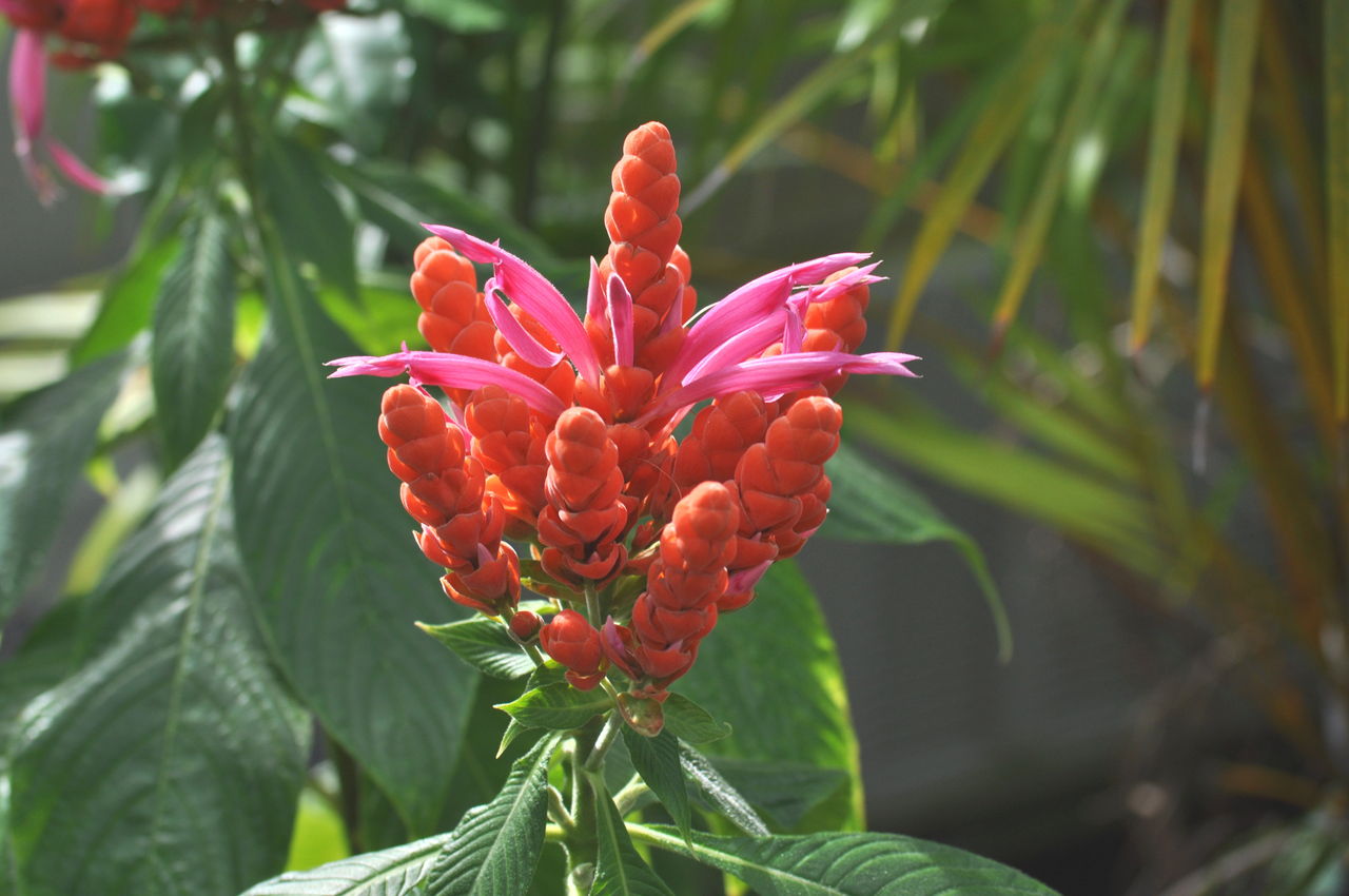 15年06月 花と風景のシュールな世界