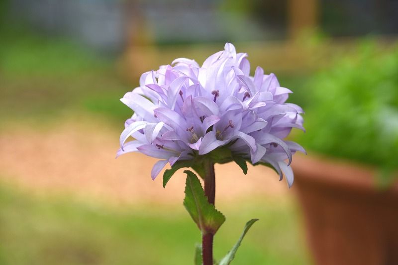 花の色 １０５９ カンパニュラ グロメラータ 花と風景のシュールな世界