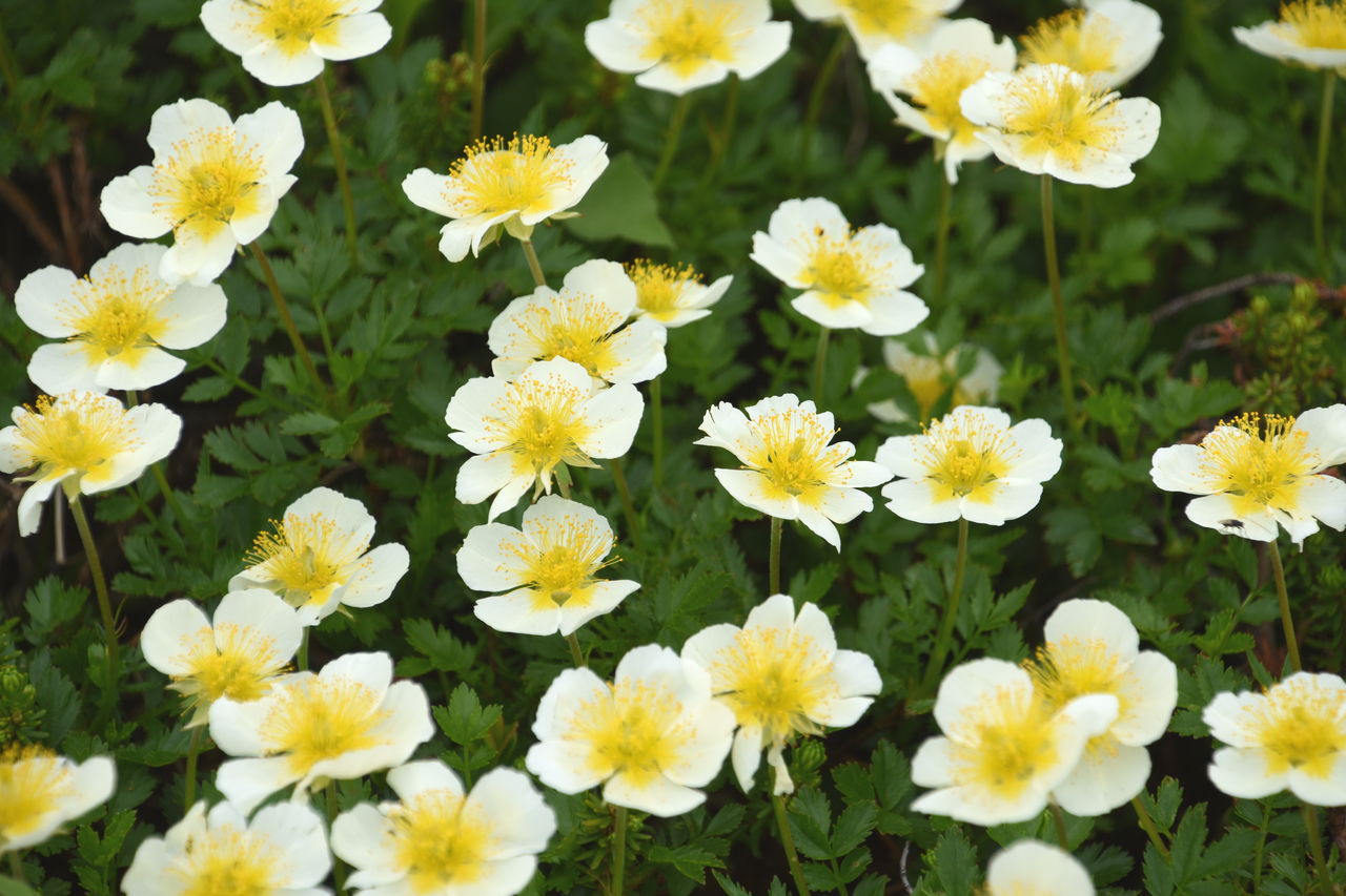 旭岳山麓の高山植物 チングルマ 花と風景のシュールな世界