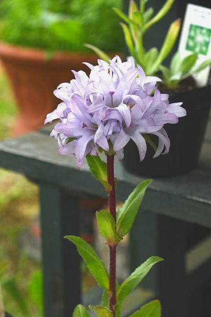 花の色 １０５９ カンパニュラ グロメラータ 花と風景のシュールな世界