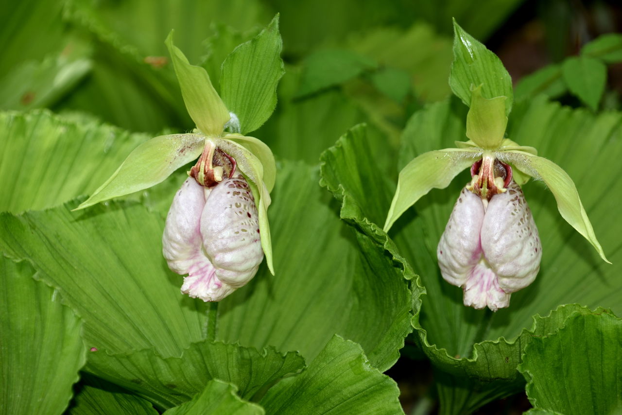 19年06月 花と風景のシュールな世界