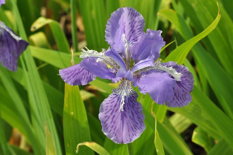花の色 45 イリス バリダ 花と風景のシュールな世界