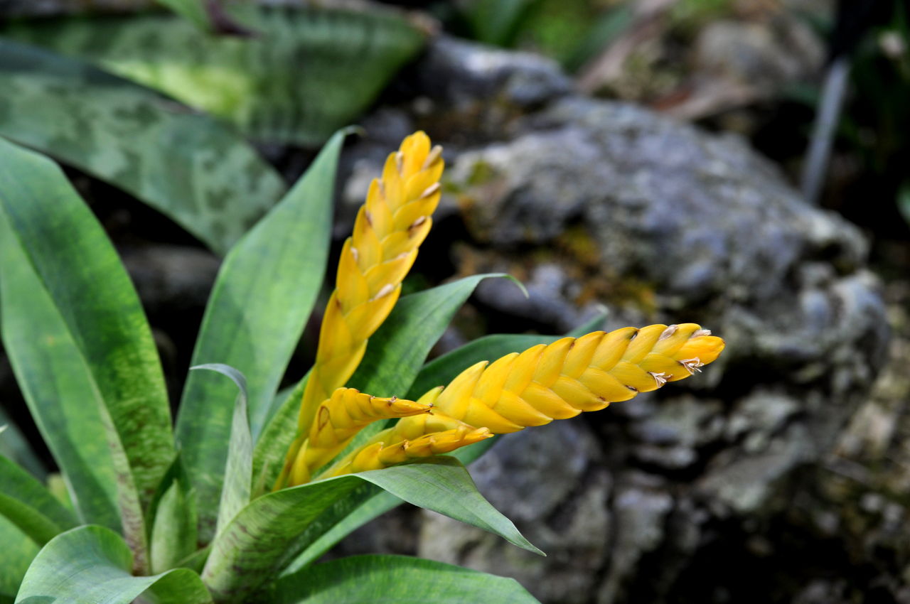 花の色 894 フリーセア オスピナエ 花と風景のシュールな世界 花の色 894 フリーセア オスピナエ 花と風景のシュールな世界