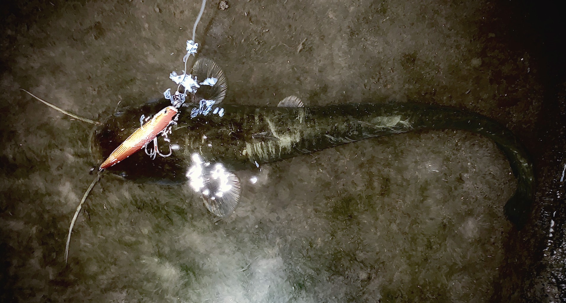 ダム湖がヘドロを違法投棄してる川ナマー Bglビッグガーデンルアーズの最強理論