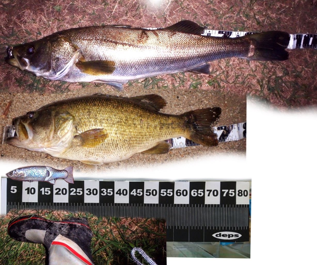 ブラックバスナナマルとシーバス９０アップと ジャイアントベイト ジョジョを比較すると Bglビッグガーデンルアーズの最強理論