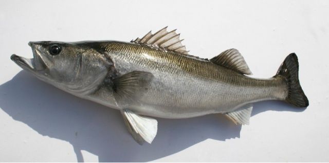 魚剥製(シーバス)