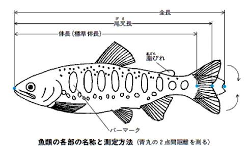 正しいお魚の全長の計り方 Bglビッグガーデンルアーズの最強理論
