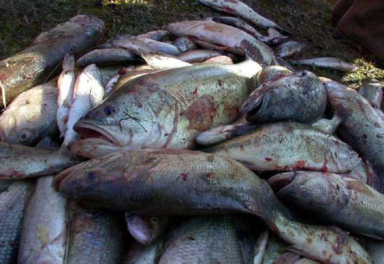 琵琶湖の外来魚回収量激減 初の前年度割れ Bglビッグガーデンルアーズの最強理論