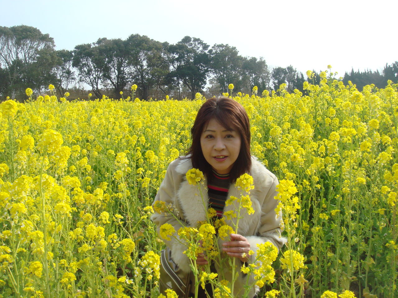 菜の花 伊良湖フラワーパーク跡 花に誘われて 菜の花 伊良湖フラワーパーク跡 花に誘われて